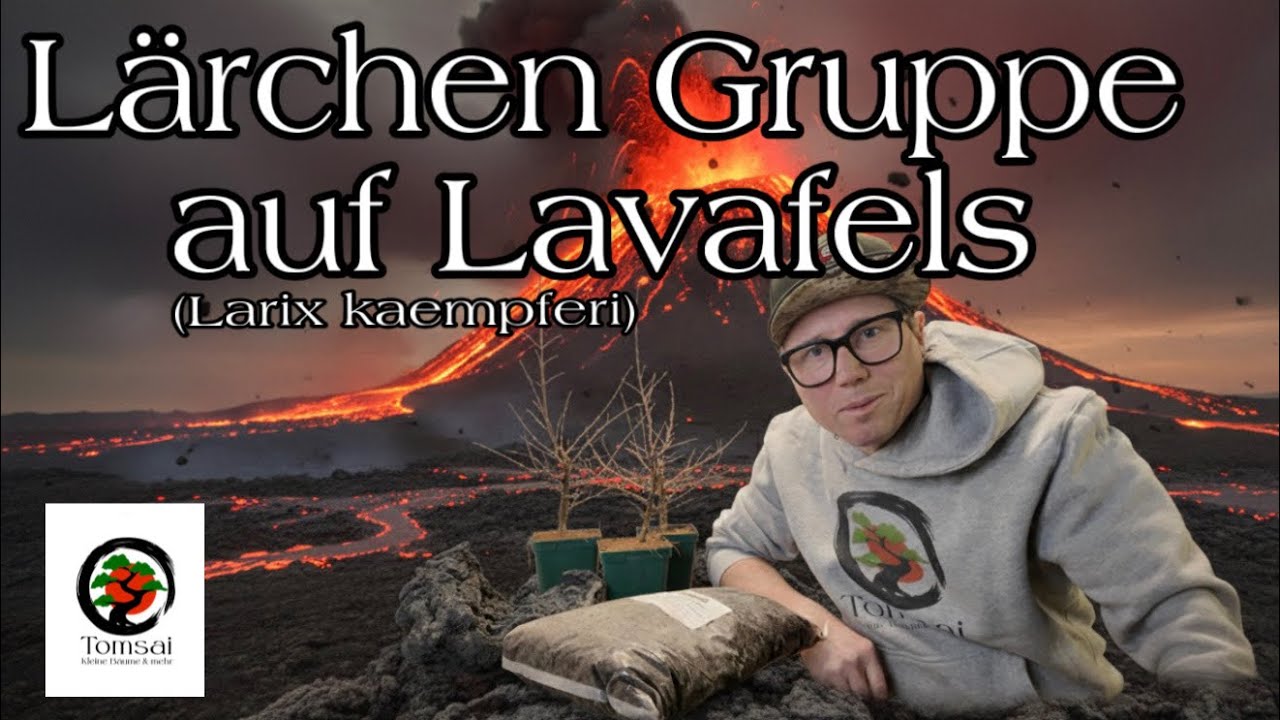 Как создать группу бонсай из лиственницы на лавовых камнях? Пошаговая инструкция. Бонсай 6/26