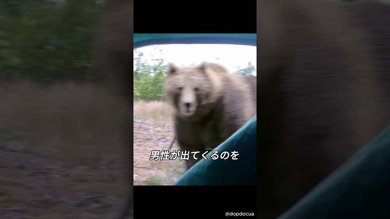 男性が出てくるのを待ち構えていたクマ #ヒグマ #動物