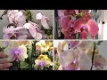 Обзор нового поступления орхидей!😃 Сандра, Пикачу, Лозанна, Каменная роза, Лиодоро, орхидеи БАБОЧКИ.