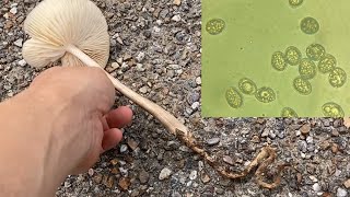 Digging, observing and eating deep root mushroom #ツエタケ