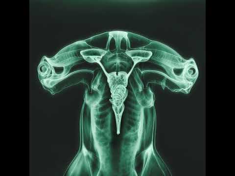 Shygirl, Eartheater - Dolphin (feat. Shygirl)