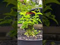 Pasca 1 bulan pres batang🌳✂️🐜‼️ #caraperawatanbonsai #bonsai #bonsaitree #anput