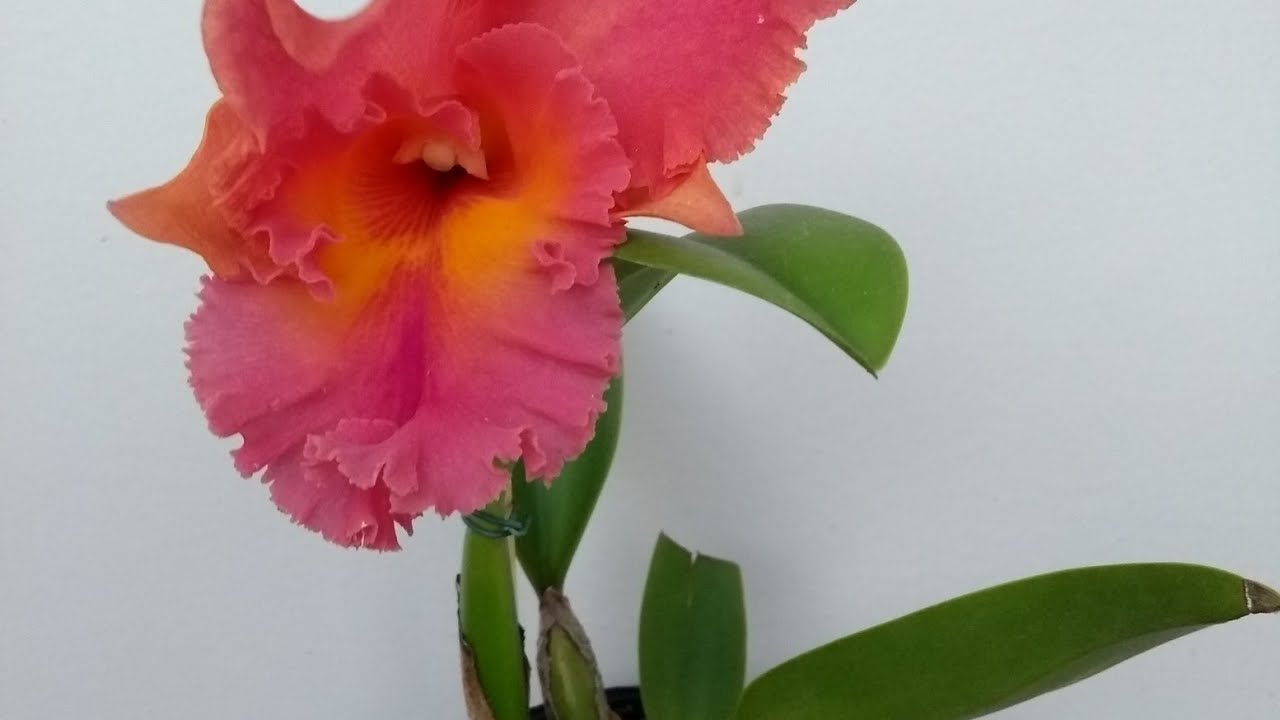 Como replanta Cattleya