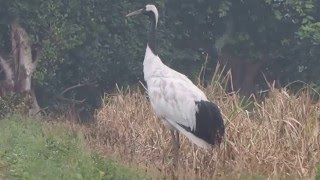1041215三芝丹頂鶴7