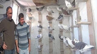 Posta Gahgah Güvercinlerini Ziyaret Ettik - Ercan Bolat'ın Kuşları