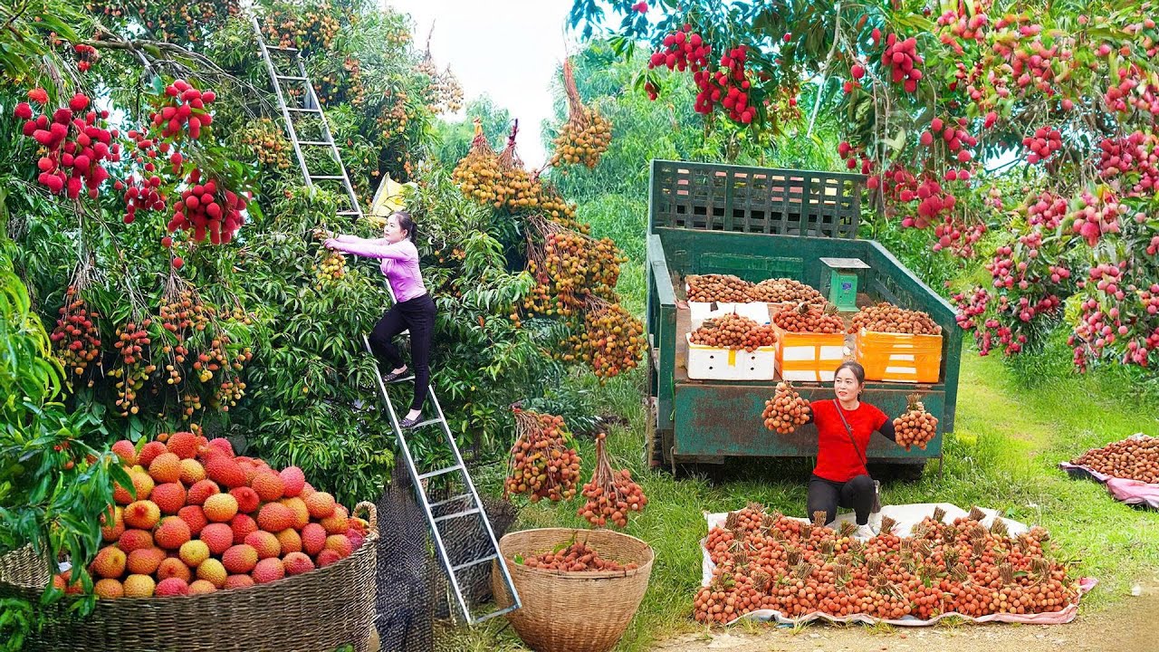 Rewind Timelapse: Harvest Lychee From Traders, Use Truck Transport 1000+ Lychees Go to Market Sell