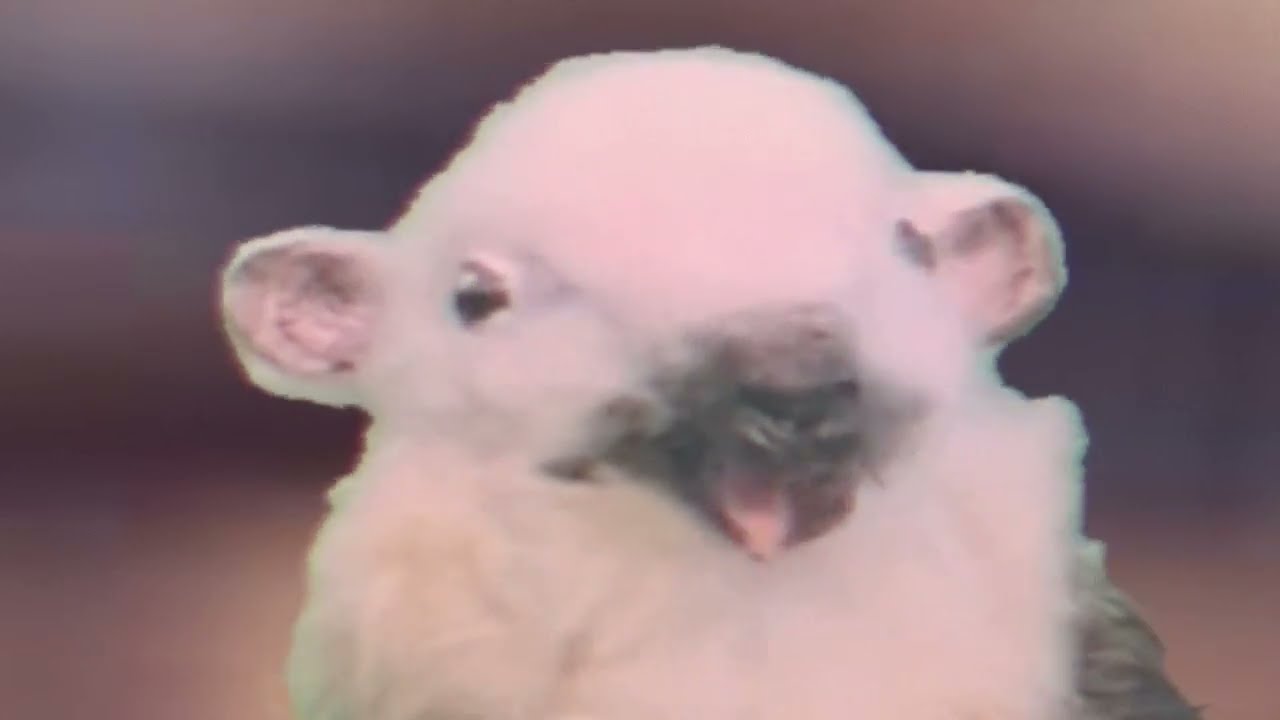 アリクイの滑舌フラペチーノ