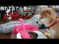 柴犬小春　【実験】ご飯の準備中に飼い主が倒れたらどうする？？後半、ピント合戦