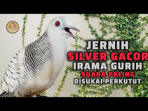 Perkutut Betina Silver Gacor