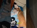 Absolutely this seen is heart touching #cat