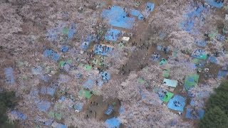 都心の桜の名所と花見客 開花から初の日曜日