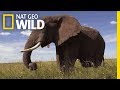 Elephants 101  nat geo wild