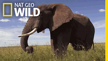 What are 10 facts about elephants?