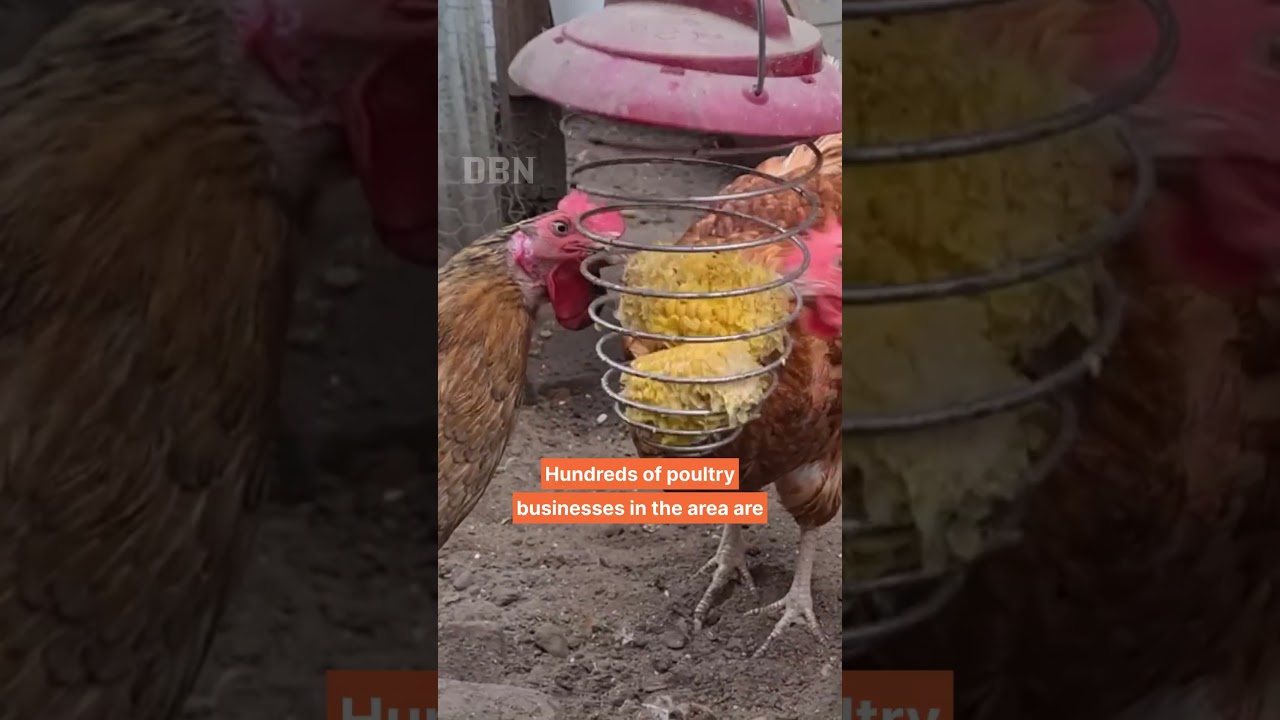 Bird Flu Outbreak Expands in the Netherlands!