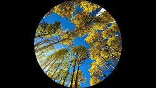 Unknown Artist - Pattern068