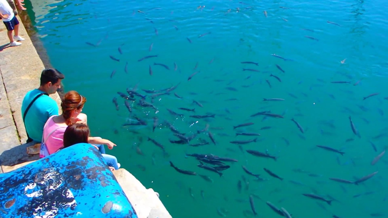 Fisherman's dream at the Malaga port
