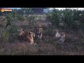 Вечерняя жизнь молодых львов. Съемка дроном после заката. Filming lions by drone DJI Mini 2.