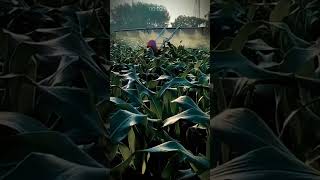 Modern Corn Crop Spraying: Protect Plants from Pests and Diseases! #AgriculturalInnovation