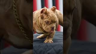 Kiwa Laga So Mr. Spiderman