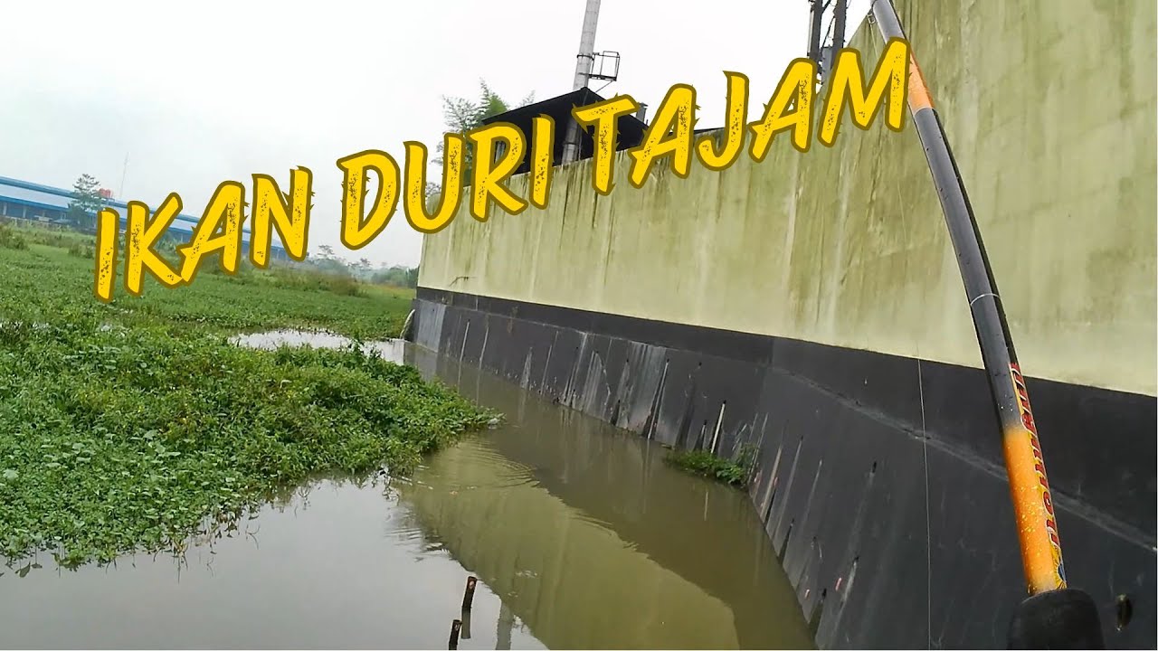 MANCING HABIS HUJAN, UMPAN JADI REBUTAN