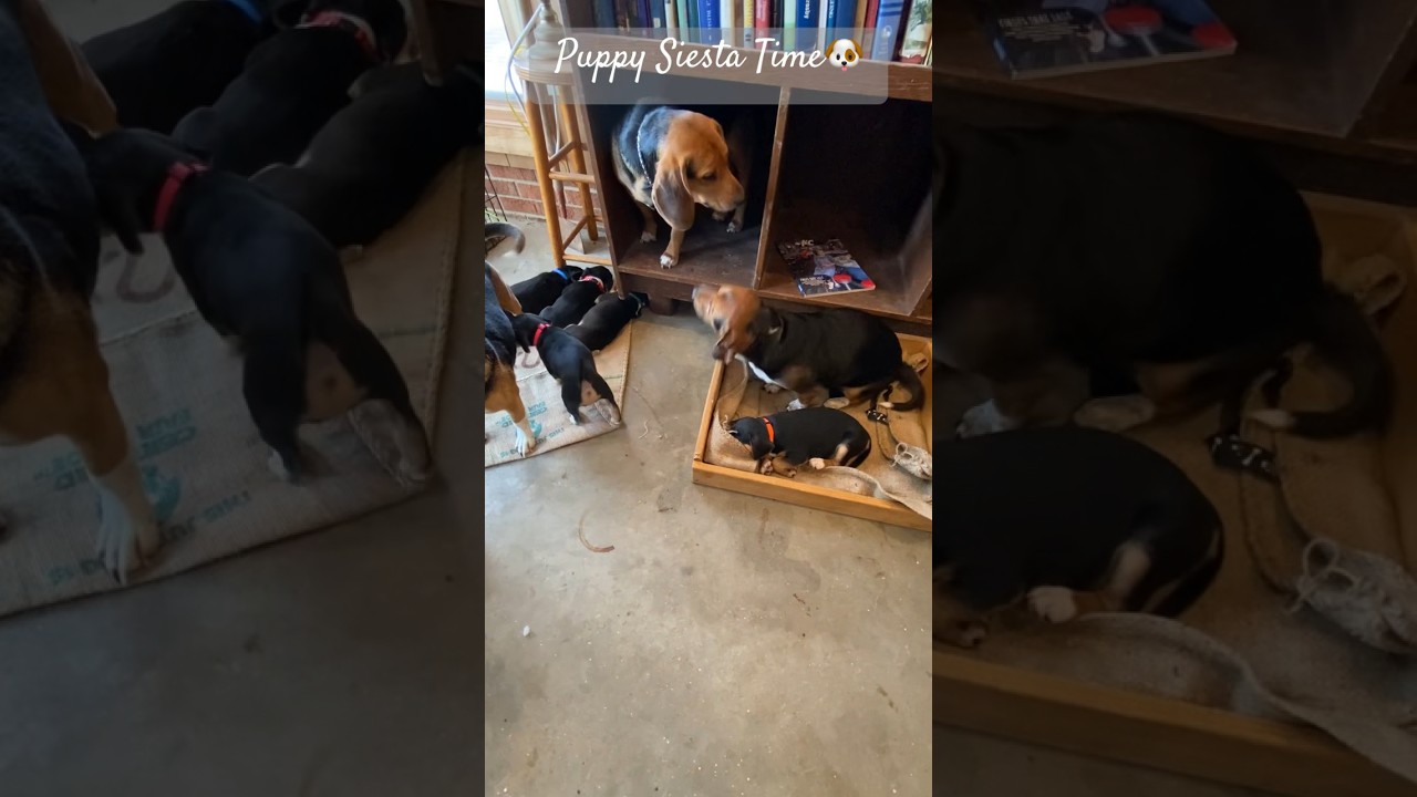 🐶Siesta time with puppies. Beagle & Jackabee (Beagle Jack Russell) dogs & puppies 