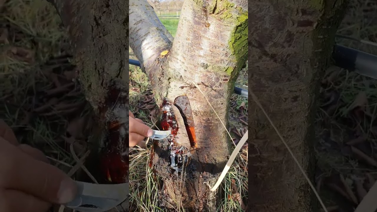 Ballıca Və ya Kitrə nədir ? Necə mübarizə aparmaq olar ? Bütün suallarınıza cavab .