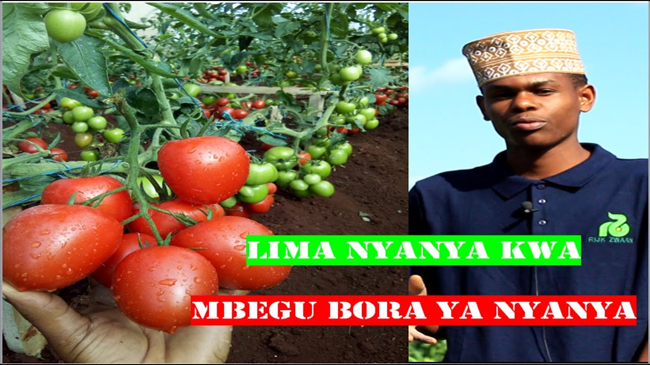 KILIMO BORA CHA NYANYA;Tumia mbegu bora,andaa shamba vizuri na zingatia ushauri wa wataaramu
