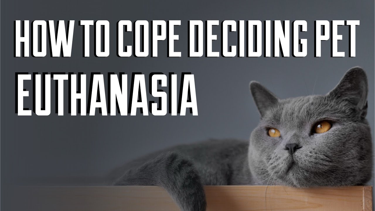 HOW TO COPE WITH PET EUTHANASIA | Guiding Children | PET LOSS