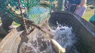 Rainbow Falls Mountain Trout Stocking Day July 2024