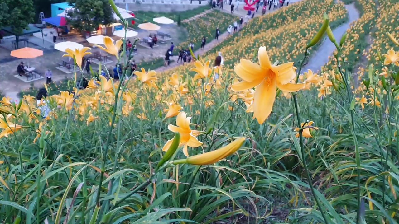 04 26 季節限定 彰化花壇虎山巖5月金針花海 3月有李花海 清朝時虎山巖為彰化八景之一 三巖二寺之一 有虎巖聽竹之譽 ３ Youtube