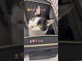 病院から先生に強制送還される愛猫れいちゃん【愛猫れいちゃん】#cat #猫 #保護猫 #shorts