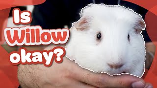 GUINEA PIG EYE PROBLEMS – Is Willow okay?