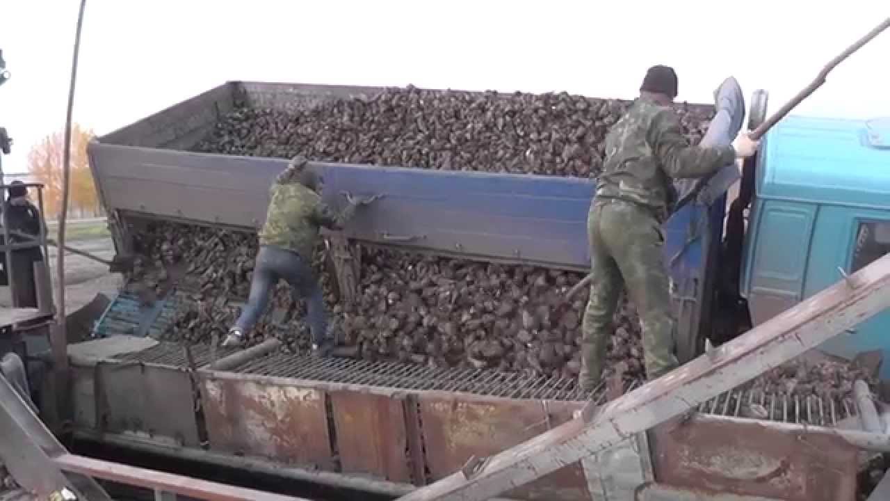 Камазы на уборке