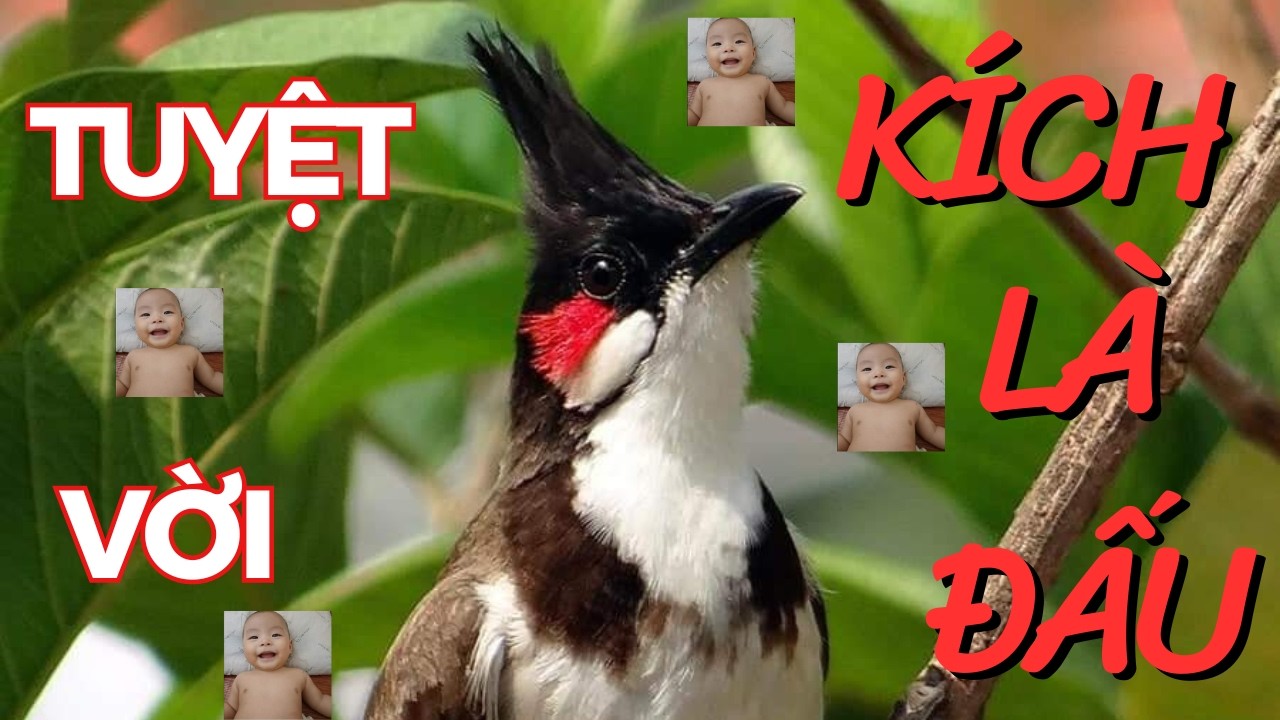 Chào Mào Kích Bổi Lên Lửa!.. Luyện Chào Mào Hót Đấu - Chào Mào Kích Trống Hót Căng Lửa. chào mào đấu