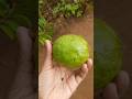 Fresh breakfast  guava healthy  fresheats 