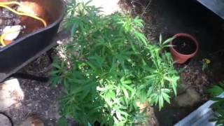 Miracle grow!grow day 30 somethin