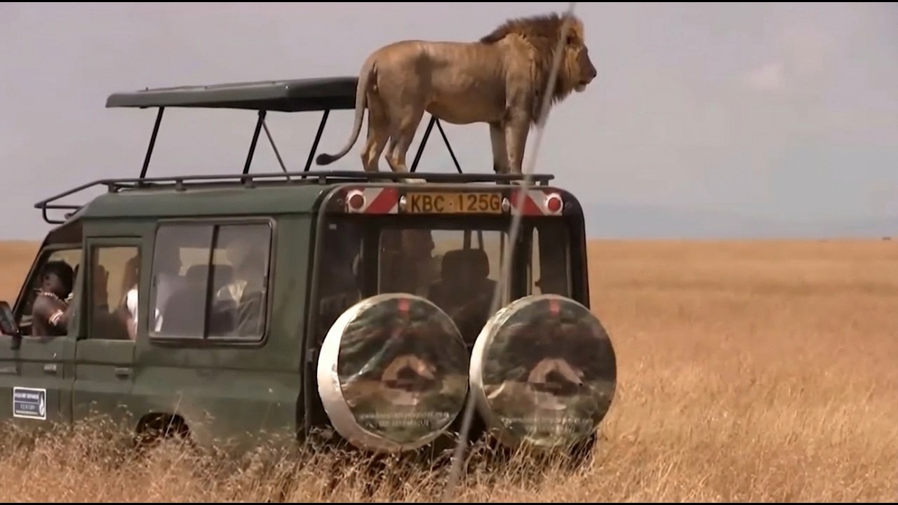 Instinto Salvaje: Encuentros Intensos en la Sabana Africana