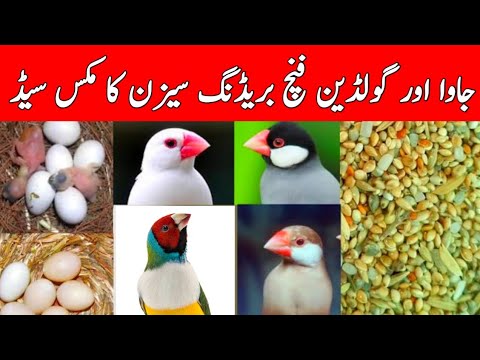 Java Bird Seed Java Sparrow Mix Seeds | Java Birds Mix Seeds | Java Birds Mix feed ...