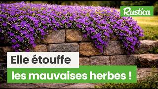 Aubriète, Elle Étouffe Les Mauvaises Herbes