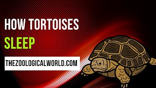 How tortoises sleep, How do tortoises sleep, How tortoises sleep a lot, How tortoises sleep at night