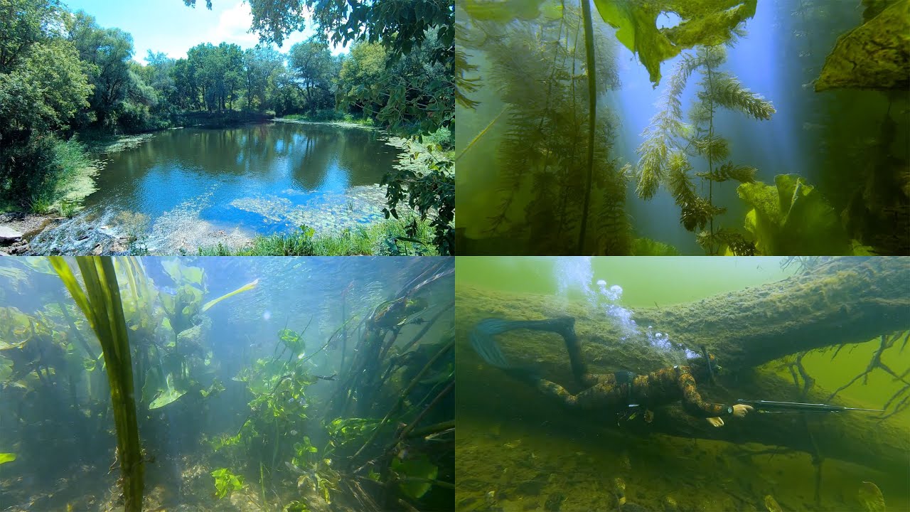 The Underwater World of the Ilovlya: The Nature of the River Near the Village of Stefanidovka —Part3
