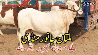 Видео Multan Cow Mandi Halkay Aur Bhari bachraon kay rate Latest Update | SS Tv | от SS Tv, Мултан, Пакистан
