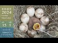 【巣箱観察2024】こんなこともあるのか・・シジュウカラのたまご、なかなか孵化しない・・・(ep.15 2024-05-12~16)