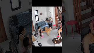 #loveanimals #careforanimals #respectanimals #dog #goldenretriever #mother #cctv #views #shorts #fyp
