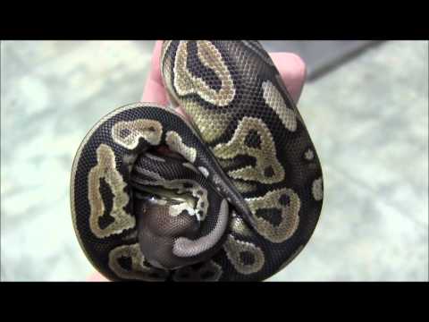 Small Male Cinnamon Ball Python