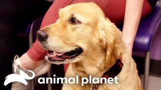 Dr. Blue's Unbelievable Journey to Restore Mobility in a Dog | The Vet Life | Animal Planet