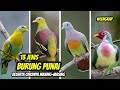 13 Jenis Burung Punai di Indonesia (Jenis2 Punai &amp; Ciri-Cirinya)