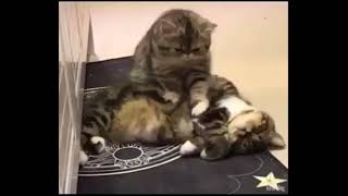 Кот делает кошке массаж Кот делает кошке массаж