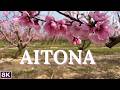 España Lleida Aitona 8K Floración De Melocotoneros En Aitona Valle Rosa De Cataluña España Lleida Aitona 8K Floración De Melocotoneros En Aitona Valle Rosa De Cataluña