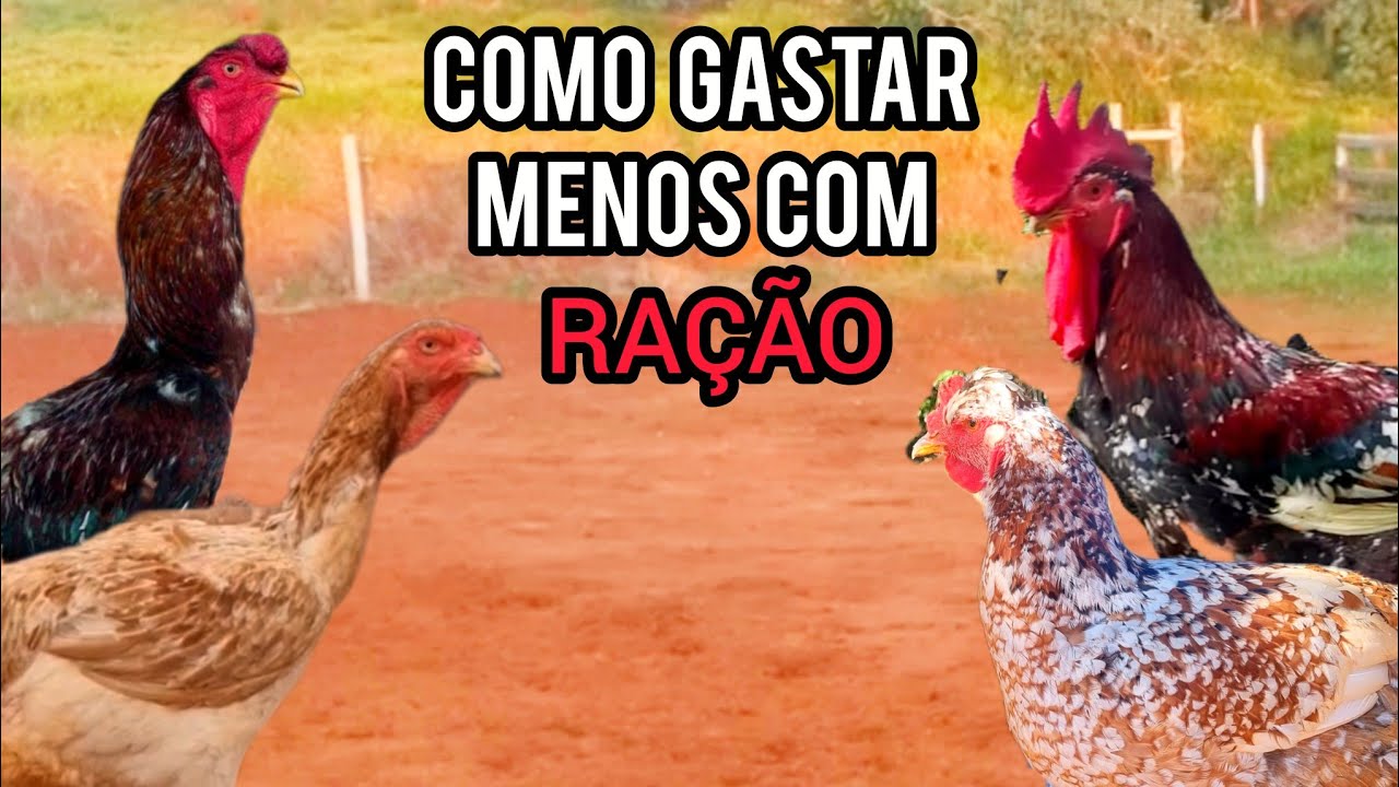 RAÇÃO BARATA E FÁCIL DE ENCONTRAR